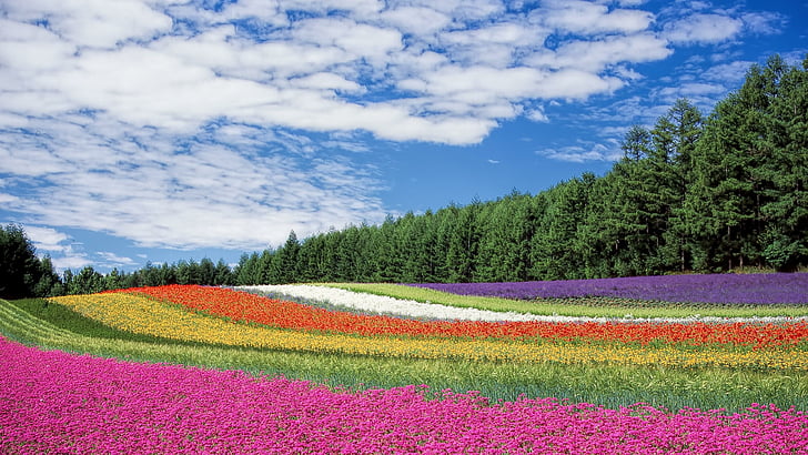 hokkaido, japan, flowers, colors, field, sky, asia, HD wallpaper