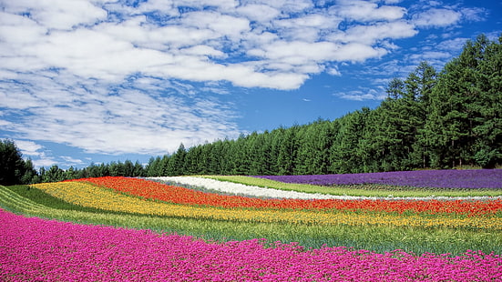 hokkaido, japão, flores, cores, campo, céu, ásia, HD papel de parede HD wallpaper