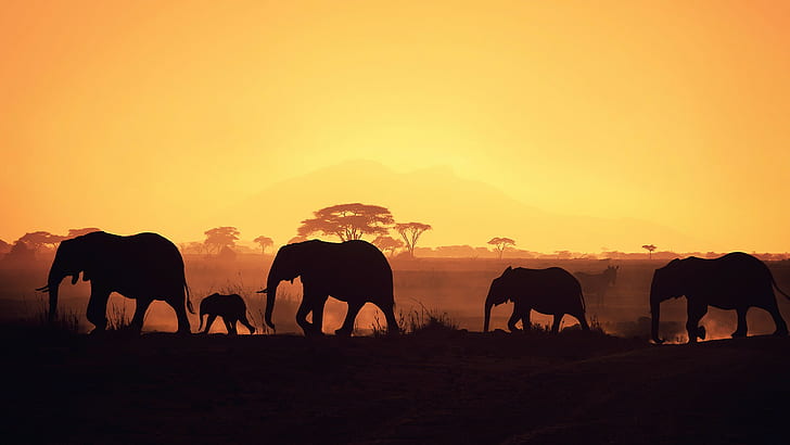 african     sunrise     elephants, HD wallpaper