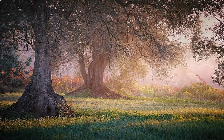 картины двух серых деревьев, природа, пейзаж, трава, деревья, туман, кусты, мир, HD обои