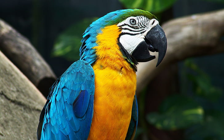 Parrot yang indah, Parrot yang indah, Wallpaper HD