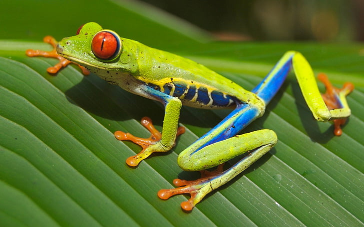 Жаби, жаба с червени очи, животно, жаба, зелено, листа, червени очи, HD тапет