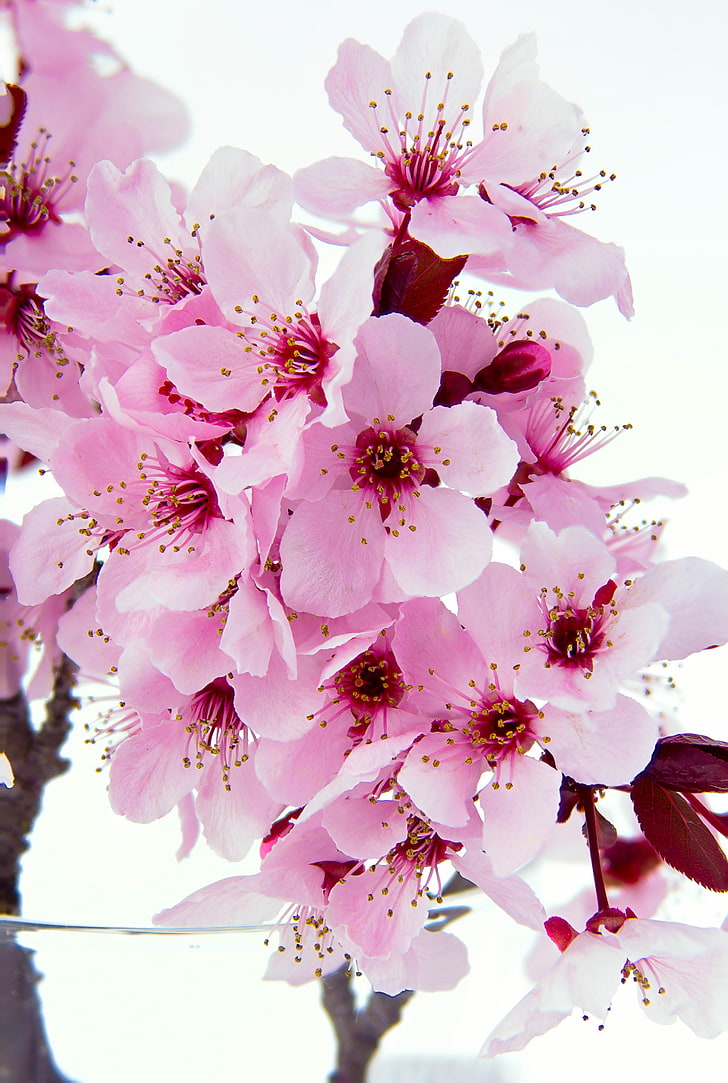 telefono in fiore di ciliegio hd, Sfondo HD, sfondo telefono