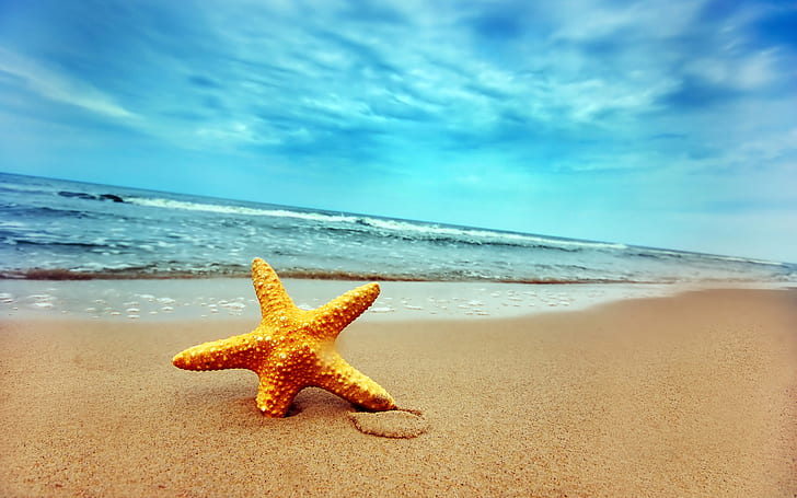 Praia céu estrela do mar, praia, estrela do mar, HD papel de parede