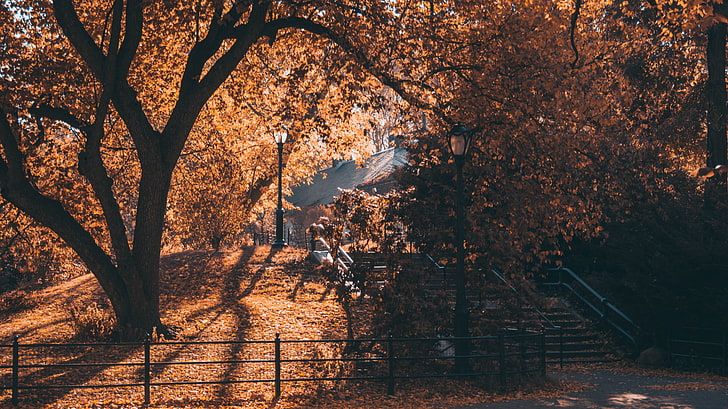 alberi marroni, albero foglia marrone, foglie, autunno, ottobre, scale, Central Park, New York City, lampione, alberi, Sfondo HD