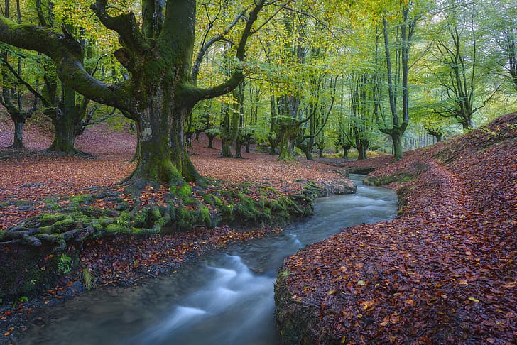 autumn, forest, trees, stream, river, Spain, fallen leaves, Biscay, Basque Country, HD wallpaper