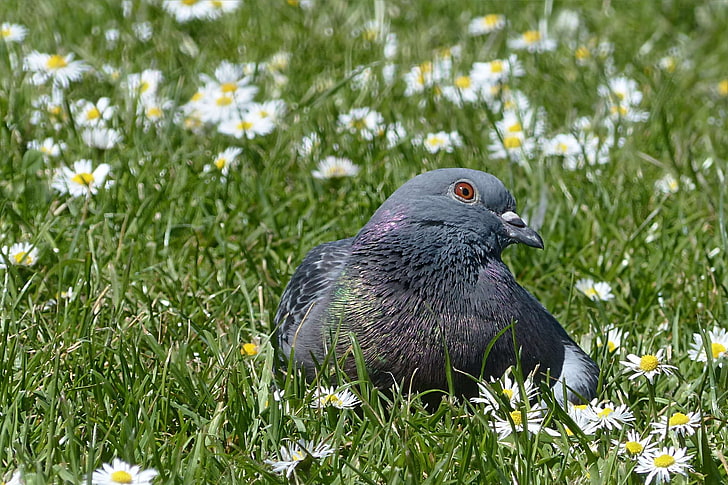 bird, daisies, dove, fera columbae offeret, resting in the grass, wild pigeon, HD wallpaper