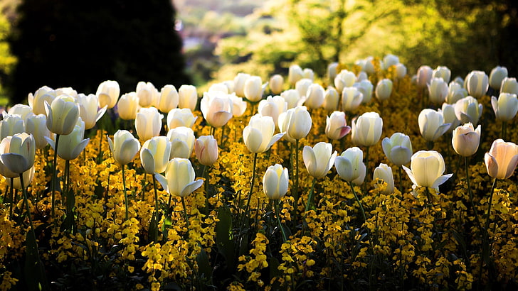white tulips, tulips, flowers, flowerbed, park, spring, HD wallpaper