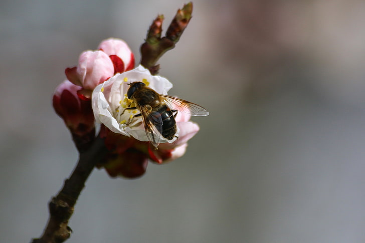 miel de abeja amarilla y negra, abeja, rama, primavera, polinización, Fondo de pantalla HD