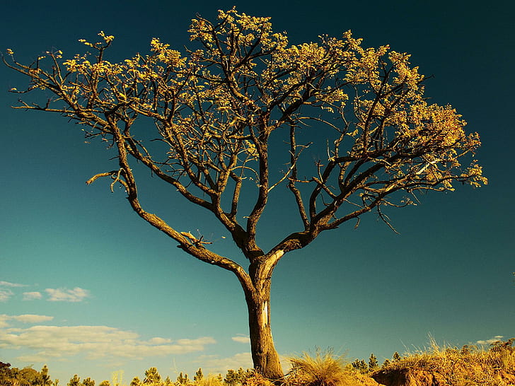 Нестареещо дърво, спокойствие, спокойствие, пейзаж, дълбоко, природа, дърво, синьо, 3d и абстрактно, HD тапет