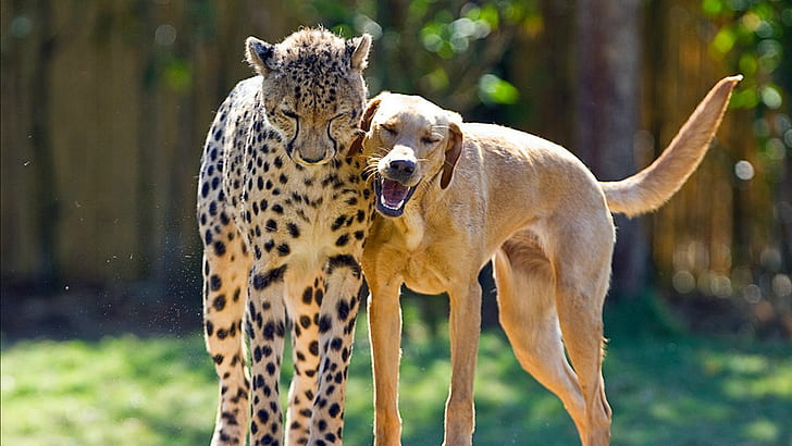 Anjing besar, cheetah, anjing, Dane besar, heroik, anak anjing, scooby, Wallpaper HD
