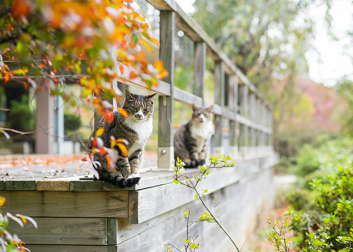 selective focus photography of silver tabby cats on gray wooden fence, don't worry, beat, den, something, selective focus, photography, silver tabby, tabby cats, fence, Olympus, M1, OM, Japan, ネコ, animal, pets, domestic Cat, cute, nature, outdoors, mammal, domestic Animals, HD wallpaper
