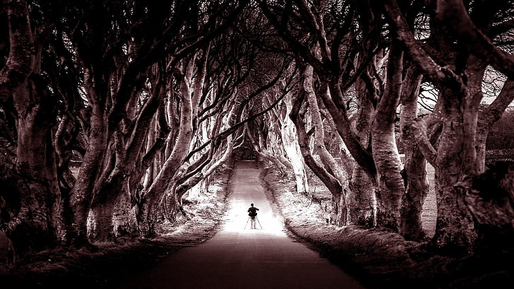 northern ireland, ireland, trees, alley, road, way, photographer, life, HD wallpaper