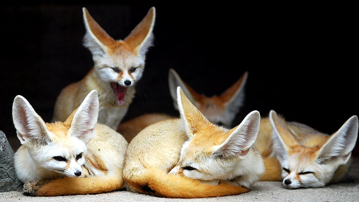 five red foxes, fenech, animals, fox, yawn, family, eared, HD wallpaper