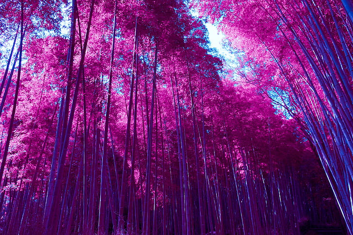 Arashiyama Bamboo Grove, Forest, Infrared, Pink, HD, HD wallpaper