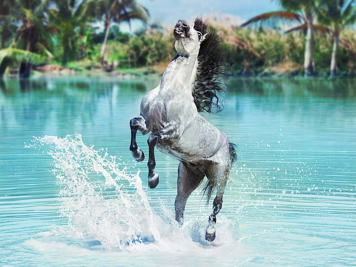 gray horse wallpaper, water, squirt, horse, HD wallpaper