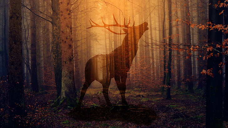 alam, hutan, rusa, hutan, sinar matahari, kegelapan, bayangan hitam, mistis, Wallpaper HD