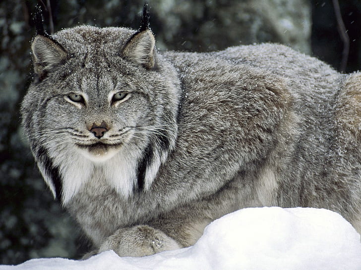 Lynx canadien, chat lynx, canadien, lynx, Fond d'écran HD