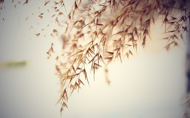 oats, plants, macro, simple, HD wallpaper