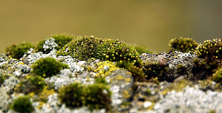lichens, macro, mosses, plants, HD wallpaper