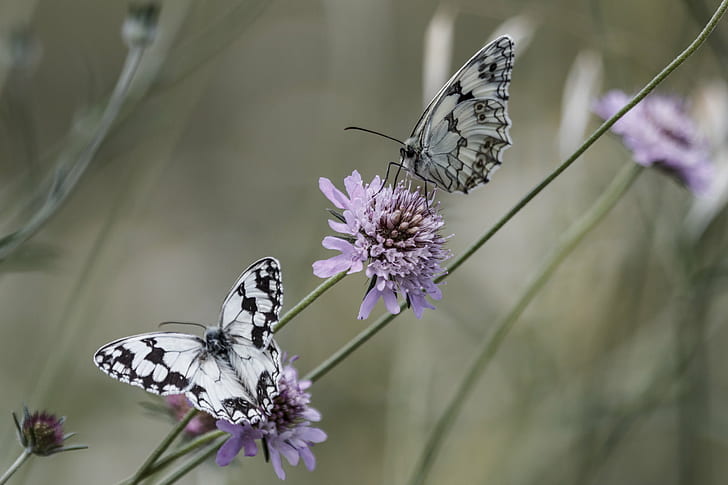 dwa czarno-białe motyle na fioletowych płatkach kwiatowych fotografia, norteña, czarno-białe, motyle, fioletowy, kwiat, fotografia, fauna, zwierzę, dzika przyroda, natura, mariposa, melanargia galathea, owad, motyl, marmurkowaty biały, motyl - owad, skrzydło zwierząt, lato, zbliżenie, piękno w przyrodzie, makro, Tapety HD