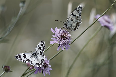 dwa czarno-białe motyle na fioletowych płatkach kwiatowych fotografia, norteña, czarno-białe, motyle, fioletowy, kwiat, fotografia, fauna, zwierzę, dzika przyroda, natura, mariposa, melanargia galathea, owad, motyl, marmurkowaty biały, motyl - owad, skrzydło zwierząt, lato, zbliżenie, piękno w przyrodzie, makro, Tapety HD HD wallpaper