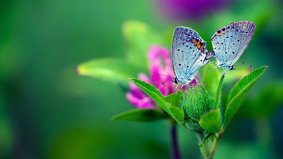 borboleta, borboletas, borboleta azul, borboletas azuis, jardim, inseto, macro fotografia, néctar, fechar-se, polinizador, invertebrado, flor, HD papel de parede HD wallpaper
