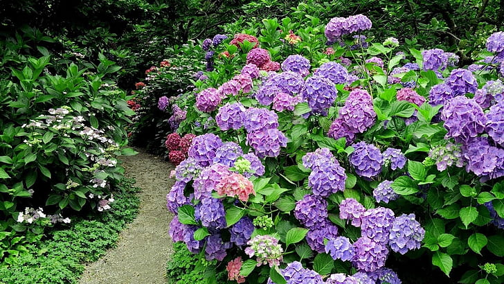 ดอกไม้จากสวนสีม่วงไฮเดรนเยียและดอกไม้สีชมพูพุ่มไม้สมุนไพรสวนดอกไม้ 1920 × 1080, วอลล์เปเปอร์ HD