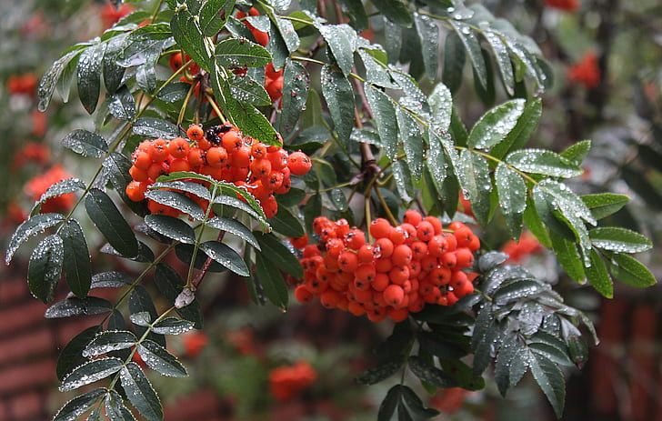 autumn, drops, macro, berries, rain, branch, Rowan, HD wallpaper