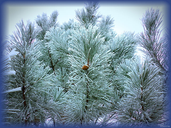 pine, December, frost, HD wallpaper