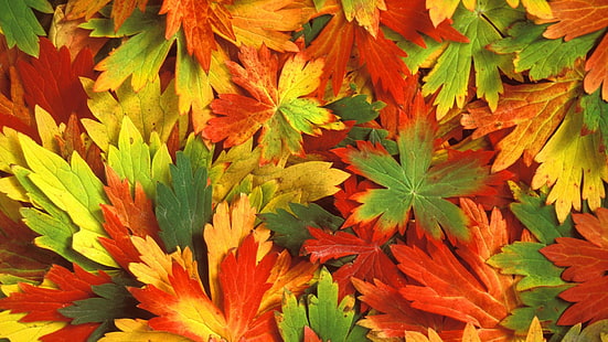 кафяви, червени и зелени листа, есен, листа, HD тапет HD wallpaper