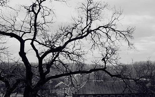leafless tree, tree, branches, black-and-white, roof, terribly, gloomy, HD wallpaper HD wallpaper