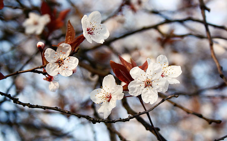 Spring, twigs, white flowers, leaves, bokeh, Spring, Twigs, White, Flowers, Leaves, Bokeh, HD wallpaper