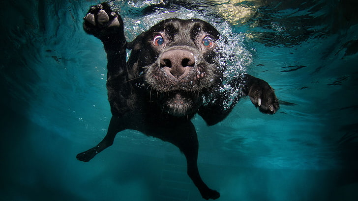 imagem engraçada de cães perseguindo debaixo d'água, HD papel de parede