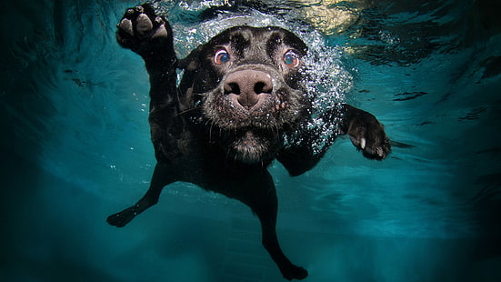 gambar lucu anjing mengejar di bawah air, Wallpaper HD HD wallpaper