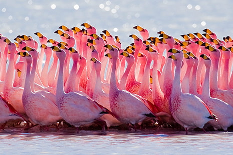 ฝูงนกฟลามิงโกในแหล่งน้ำฝูงสัตว์น้ำอัลติพลาโนสัตว์นกโบลิเวียนกฟลามิงโกของเจมส์ลากูน่าเฮดิออนดาทะเลสาบเฮดิออนดาภูมิทัศน์ Phoenicopterus jamesi Puna Flamingo สัตว์ป่าธรรมชาติแกลเลอรี่ SOE การแสดงออกทางศิลปะ Andean Flamingo, Phoenicoparrus jamesi, ธรรมชาติ, อาหาร, วอลล์เปเปอร์ HD HD wallpaper