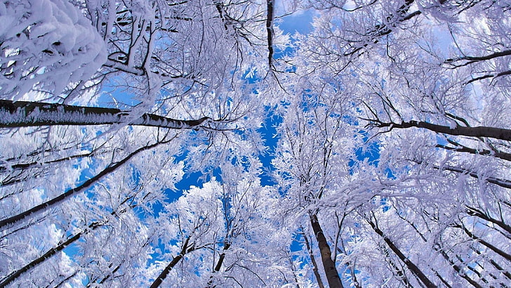 winter, forest, snow, trees, worm's eye view, HD wallpaper