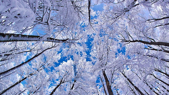 ฤดูหนาวป่าหิมะต้นไม้มุมมองตาของหนอน, วอลล์เปเปอร์ HD HD wallpaper