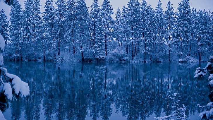 green pine trees, nature, winter, trees, water, reflection, snow, HD wallpaper