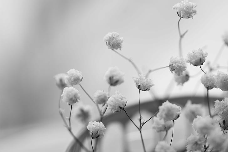 grayscale photo of baby's-breath flower, Fading, grayscale, photo, baby's-breath, flower, Baby's Breath, dried, black and white, nature, springtime, plant, branch, tree, season, backgrounds, HD wallpaper