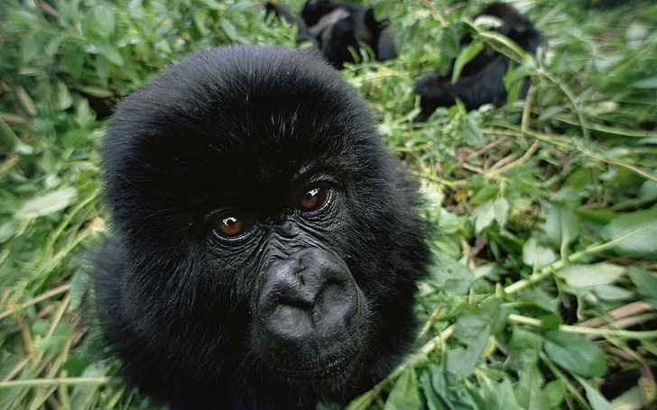 svart gorilla, djur, gorillor, HD tapet