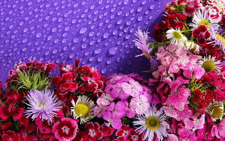 Viele Blumen, Wassertropfen, Lot, Blumen, Wasser, Tröpfchen, HD-Hintergrundbild