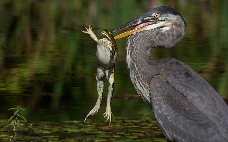 Heron catch frog, green frog and black feathered bird, frog, heron, mining, HD wallpaper