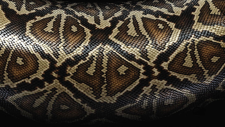 tekstil kulit ular coklat, ular, sisik, pola, tekstur, Wallpaper HD