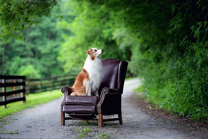 road, dog, chair, HD wallpaper