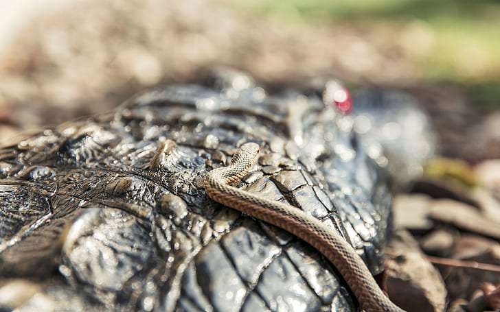 งูพื้นหลังจระเข้สัตว์เลื้อยคลานมาโคร, วอลล์เปเปอร์ HD