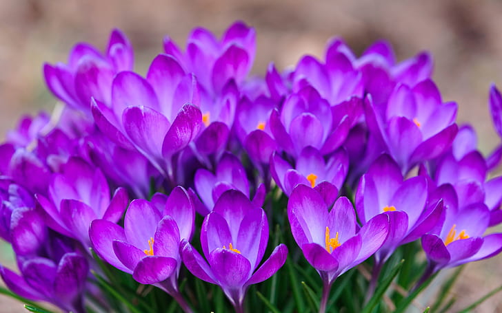 Крокусы-красивые фиолетовые цветы-HD обои для ноутбука широкоформатные скачать бесплатно, HD обои
