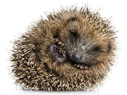 Cute Hedgehog, rolled up, hedgehog, ball, cute, animals, HD wallpaper HD wallpaper
