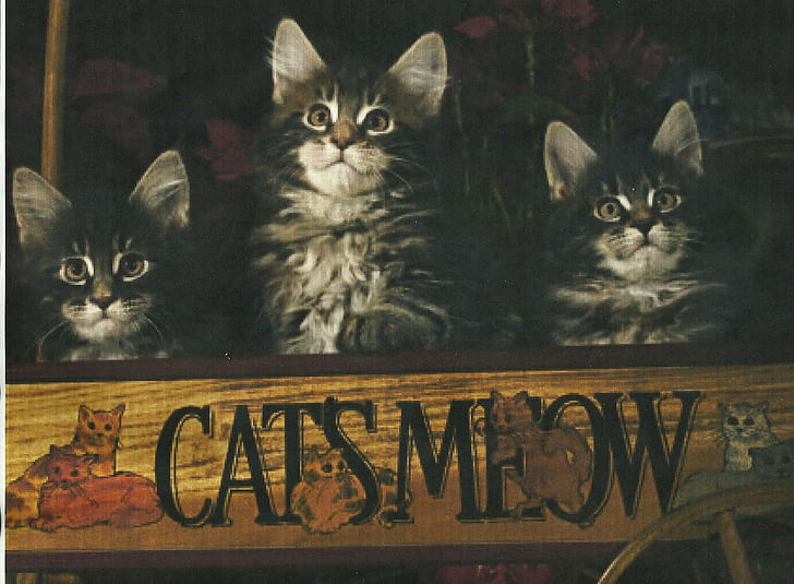 Gatitos triples en un vagón de madera, vagón, madera, lindo, gatitos, animales, Fondo de pantalla HD