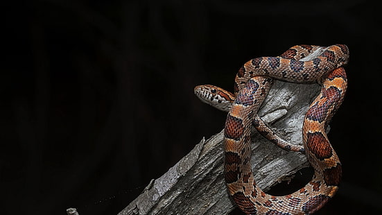 змея, животные, рептилии, HD обои HD wallpaper